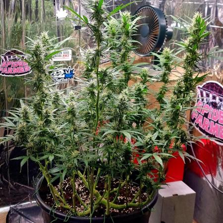 Afghan Kush Auto