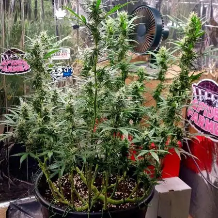 Afghan Kush Auto