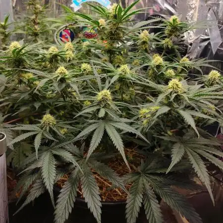Cherry Cola RF3