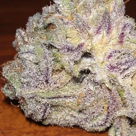 Blackberry Auto