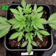 Sundae Frost