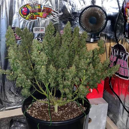 Afghan Kush Auto