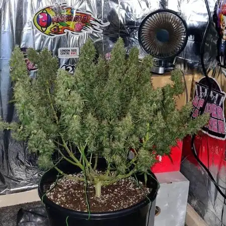 Afghan Kush Auto