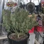 Afghan Kush Auto