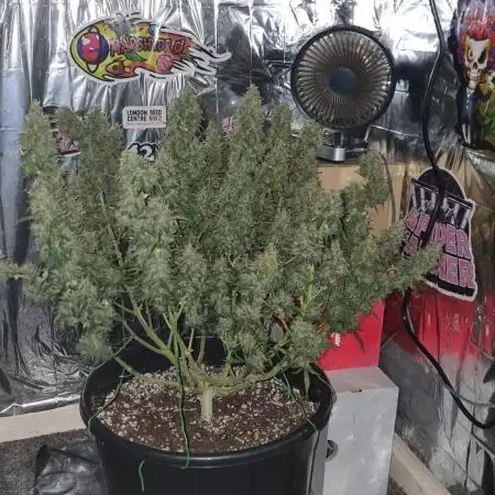 Afghan Kush Auto