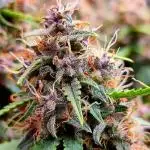 Blackberry Auto