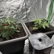 Fruity Cali Strains