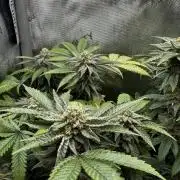 American Pie Organic Earth SCROG