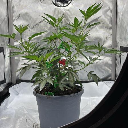 Cap Junky Cutting