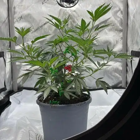 Cap Junky Cutting