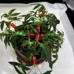 American Pie Organic Earth SCROG