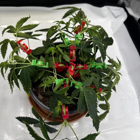 American Pie Organic Earth SCROG