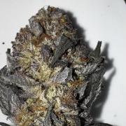 Solo CapJunky Scrog