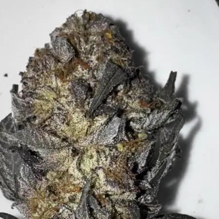 Solo CapJunky Scrog