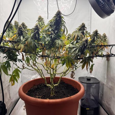 Wizard Trees Potion Scrog