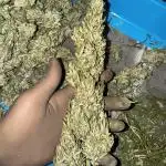 Fast Buds Outdoor 2025