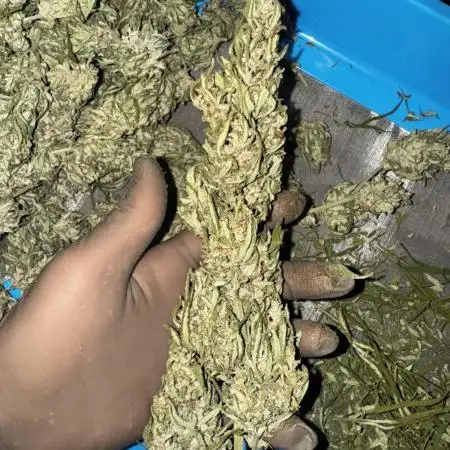 Fast Buds Outdoor 2025