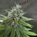 Nana Glue