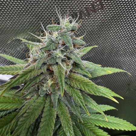 Nana Glue