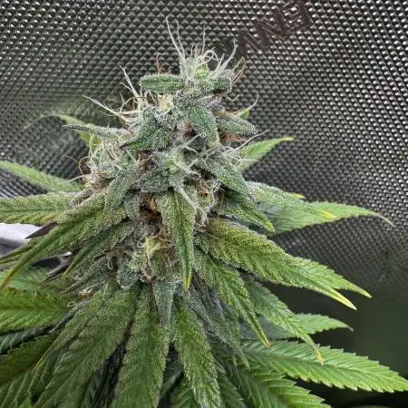 Nana Glue