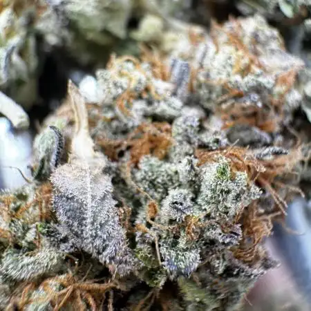 Cali strains 2025