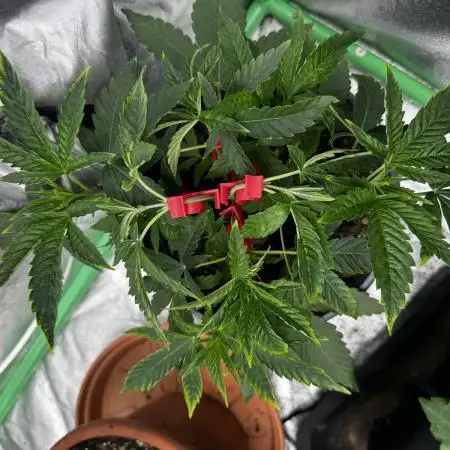 American Pie Organic Earth SCROG