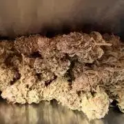 Wizard Trees Potion Scrog