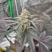 Colorado Nightshifter SCROG