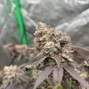 Colorado Nightshifter SCROG