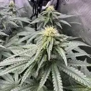 Fruity Cali Strains