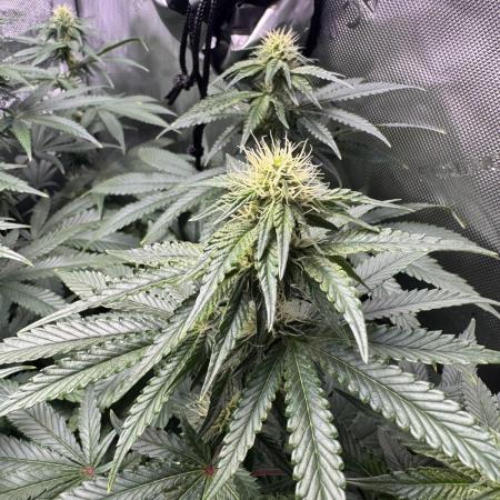 Fruity Cali Strains