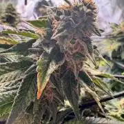 Fruity Cali Strains
