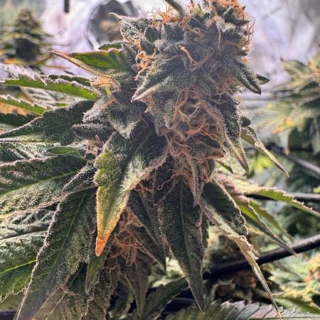 Fruity Cali Strains