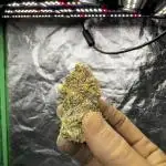 Scrog Seed Junky Lumatek