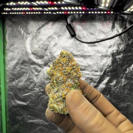 Scrog Seed Junky Lumatek