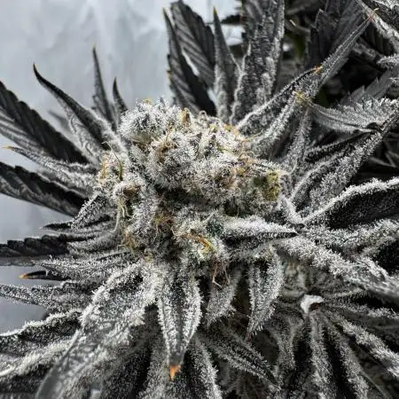 hydroponic Dante’s Cherrycana