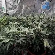 2x Cap Junky Scrog