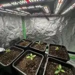 Grounded Genetics New Drops