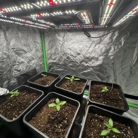 Grounded Genetics New Drops
