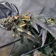 Fruity Cali Strains