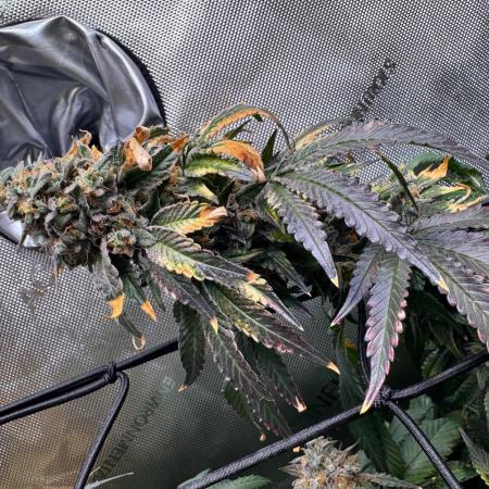 Fruity Cali Strains