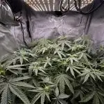 American Pie Organic Earth SCROG