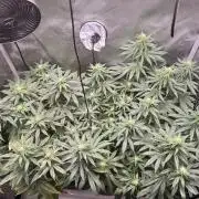 Fruity Cali Strains