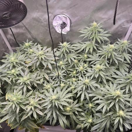 Fruity Cali Strains