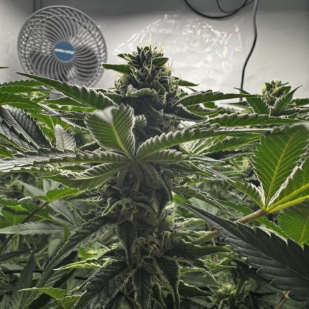 Scrog Seed Junky Lumatek