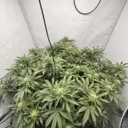 Wizard Trees Potion Scrog