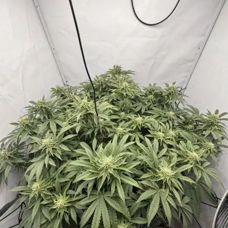 Wizard Trees Potion Scrog