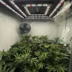 Cap Junky Cutting