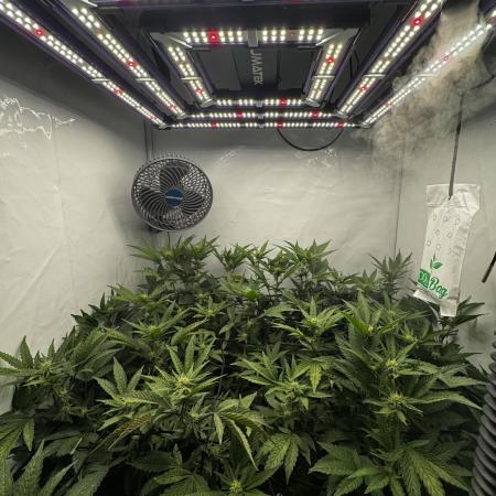 Cap Junky Cutting