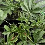 Grounded Genetics New Drops